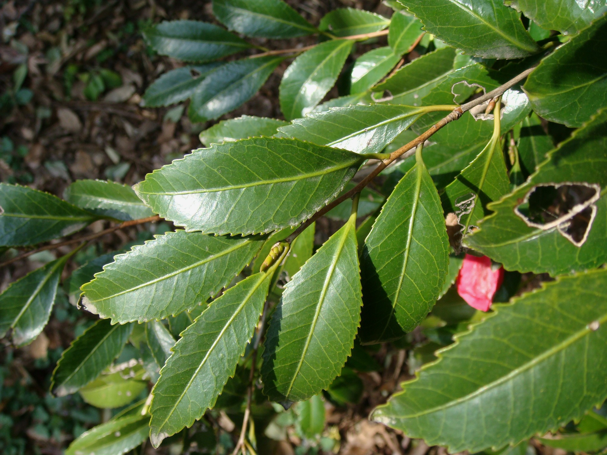 Camellia japonica L. cv. Hiiragiba-tsubaki